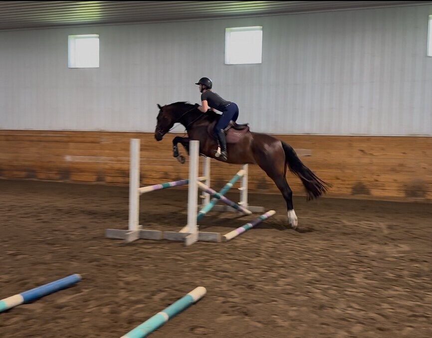 MKM Balourina jumping a vertical under saddle in training