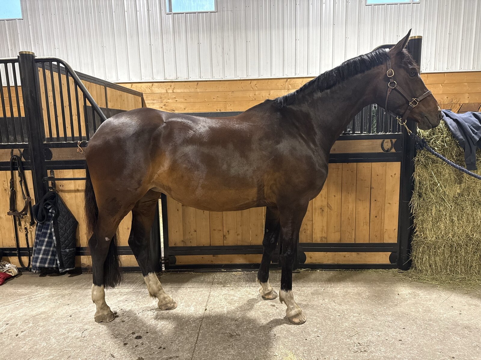 MKM Balourina, a bay Canadian Warmblood mare, standing in her stall