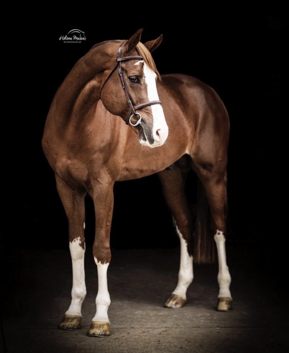 Ermitage Kalone, chestnut Selle Français stallion, studio portrait